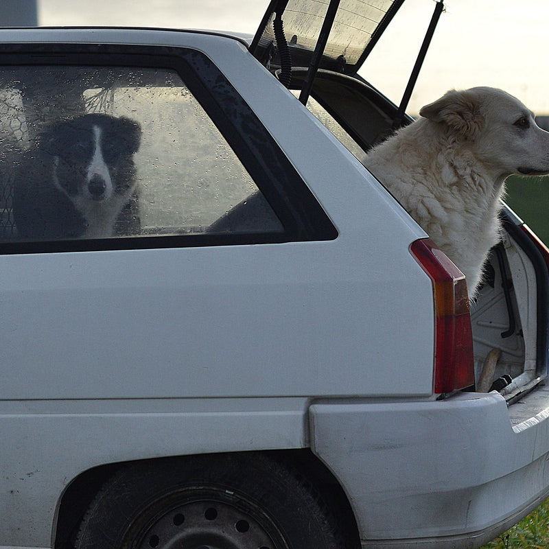 Two dogs resting in the boot of a parked car in the countryside